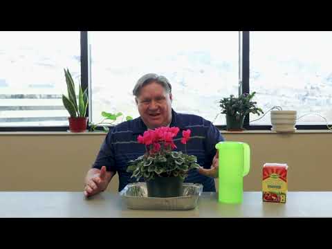 Gardening basics: How to care for cyclamen