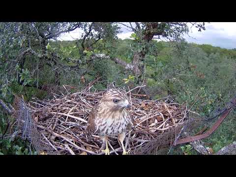Red-tailed hawk on one of the owl nest platforms