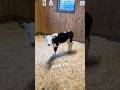 Her Baby Cow Found His Moo