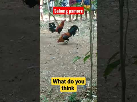 Sabong #trinding  #sabong #viral  #pinoyyoutuber #philippine #nature #animals #internationalday