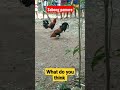 Sabong Trinding Sabong Viral Pinoyyoutuber Philippine Nature Animals Internationalday