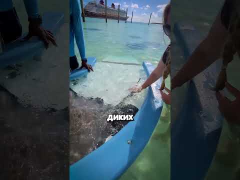 Место, где вы можете потрогать ската😱
