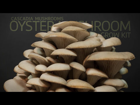 Mushroom Timelapse