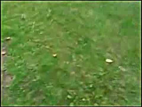 Funny Video  Land Blob Launch Fail