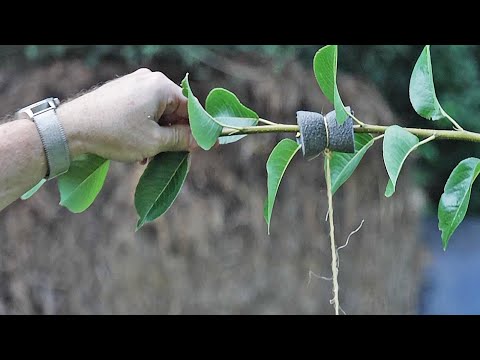 2 Tricks for Keeping Fruit Trees Small (Do this right now!)