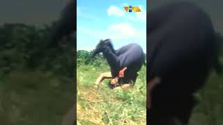 Roi Vinzon falls off a motorcycle in style! #shorts #movieclips #vivafilms