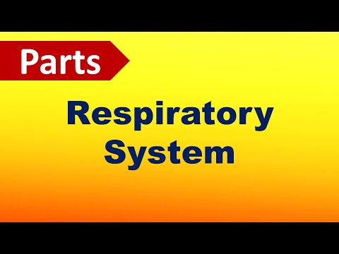 Parts of the Respiratory System