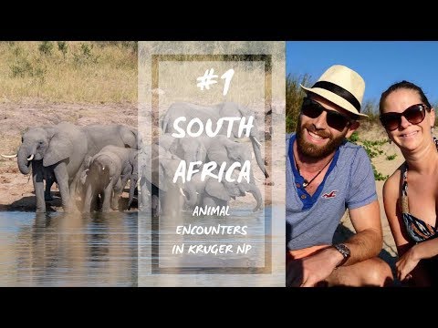 Hippo fighting crocs - who wins? | #1 South Africa