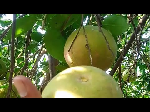 The Grapefruit harvesting experience, picking the perfect fruit |Nature beauty garden