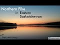 Video Thumbnail for Northern Pike in Eastern Saskatchewan