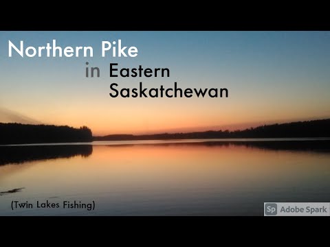Northern Pike in Eastern Saskatchewan