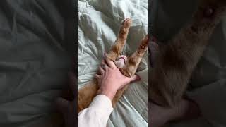 Reminder To Stretch Your 🐱