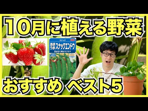 秋の野菜畑：春の豊作のために10月に植えるべき野菜は何ですか？  庭園
