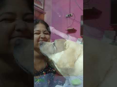 Poor baby 😭  #dog #doglover #labrador