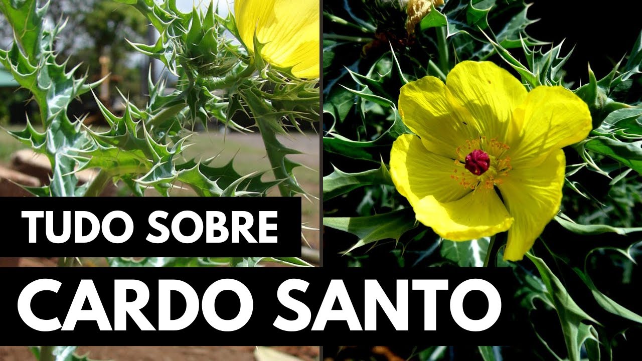 CARDO SANTO: COMBATE PROBLEMAS DIGESTIVOS, MELHORA FÍGADO E VESÍCULA