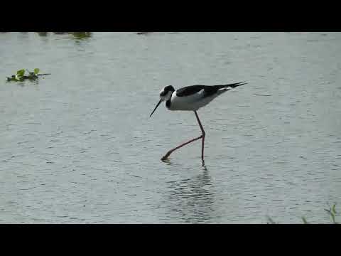 TERO REAL  -2013 laguna Fortini, Fontana, Chaco