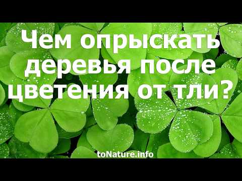 Чем опрыскать деревья после цветения от тли?