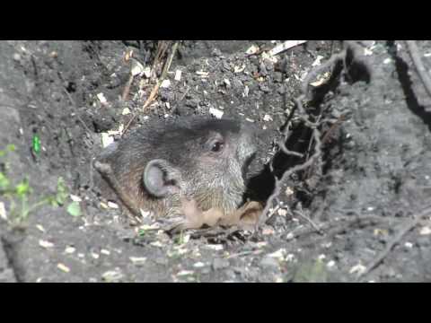 Years of Ernest - Sort it Out