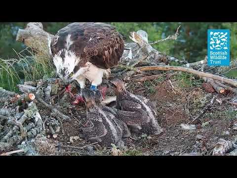 Feeding Time For The Growing Ospreys (Loch of the Lowes Osprey Webcam 2022)