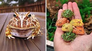 Pacman Frog 🐸 The GIANT Mouth Frog!