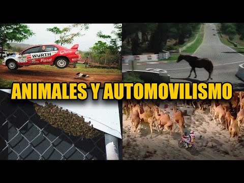 ANIMALS IN MOTOR RACING | SPECIAL STRANGE MOMENTS