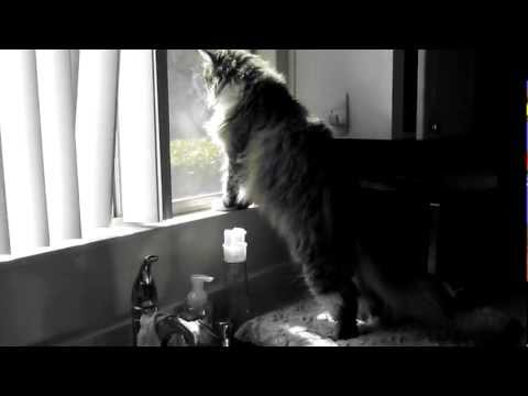 Big Jake the Siberian Cat or Mrs. Kravitz?