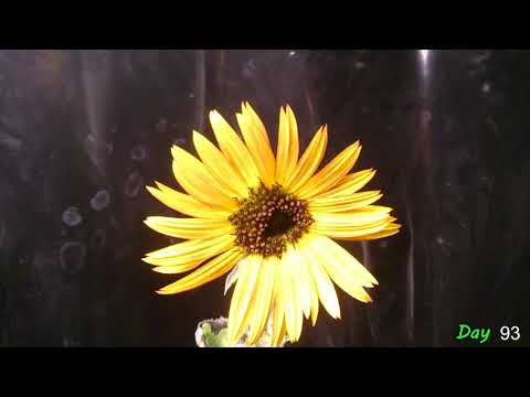 Red Sunflower Time Lapse - Seed to Flower 112 Days