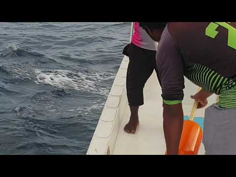 Giant Diamond Back Squid Catching