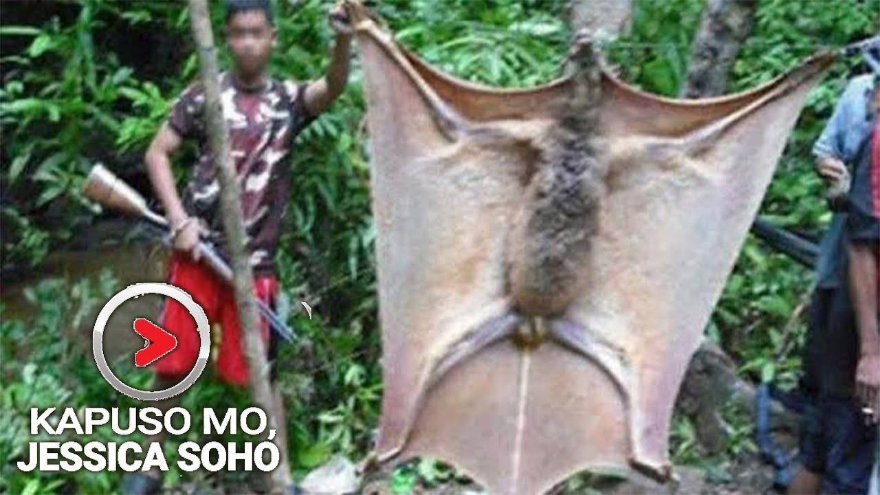 Kapuso Mo, Jessica Soho: Aswang nga ba ang nilalang na ito. Latest episode latest parody