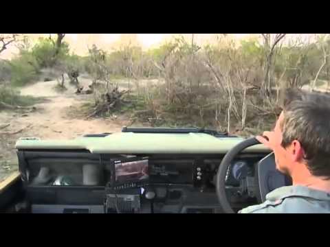 Nov 2, 2014 WildEarth's LiveSafari Drives are back.  PM/Sunset drive