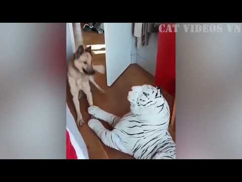 Funniest Animals Video Best Funny Cats and Dogs Funny Animal Videos_Full-HD