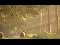 Sex Horse Vs Donkey