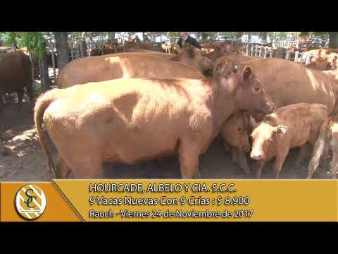 24-11-17 Venta de Vientres - Hourcade, Albelo y Cía. S.C.C. - Rauch