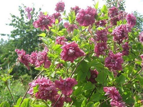 Клематис Пурпуреа Плена Элеганс (Clematis Purpurea Plena Elegans)/ Рецепты хорошего настроения