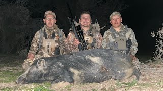 Another Pig Down - California Public Land Pig Hunt
