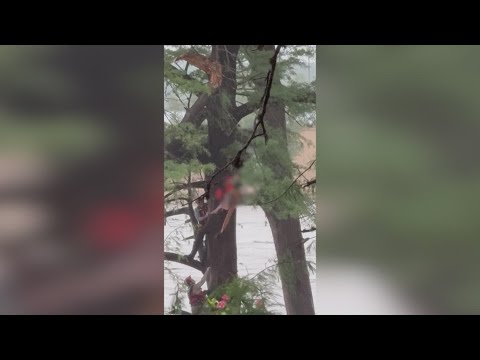 テキサス州を横断する20マイルにわたって洪水を踏破し、木にはまった女性のビデオ (Video shows woman stuck in tree after treading floodwaters for 20 miles across Texas)