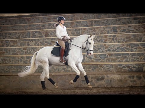Horse for Sale |  Piro Free Lusitano Mare - ideal for amateur riders (REF#384)