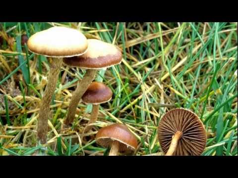 Terence McKenna - Tryptamine Hallucinogens & Consciousness