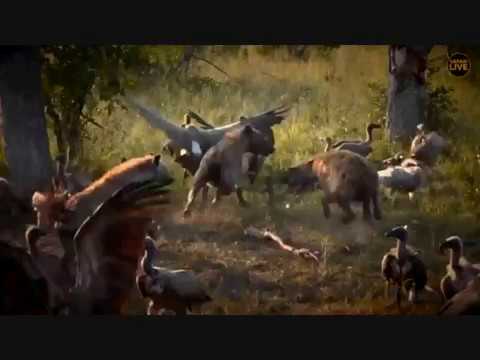 Safari Live : Saturday's Weekly Recap Show Plus Nkuhuma Pride and Hosana May 05, 2018