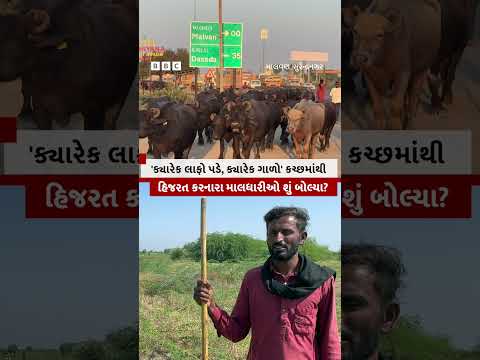 'ક્યારેક થપ્પડ પડે, ક્યારેક ગાળો,' Kutch માંથી હિજરત કરનારા Maaldhari શું બોલ્યા?