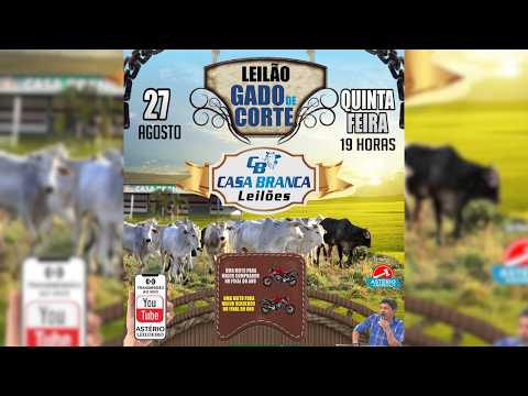 LEILÃO GADO DE CORTE CASA BRANCA LEILÕES -  CAMPINORTE - GO  27 /08 / 2026
