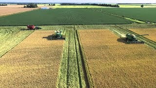 How to Harvest Rice? Rice Harvest Process Rice Harvesting Rice Farming - Rice Agriculture Technology