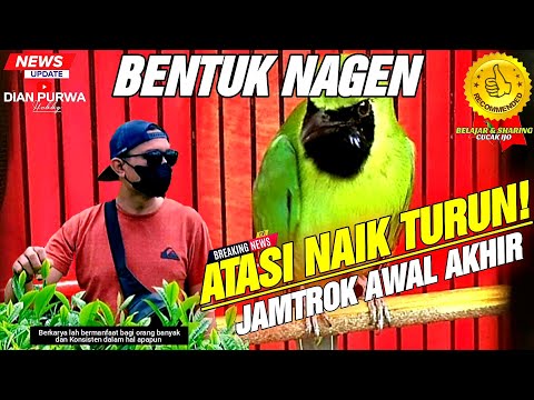 BUKTI NAGEN❗BIKIN CUCAK IJO JAMTROK NAGEN SATU TITIK DAN ATASI KENDALA NAIK TURUN || KICAUMANIA