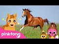 Baby Horse Trot Trot Baby Animals Songs Pinkfong For Kids