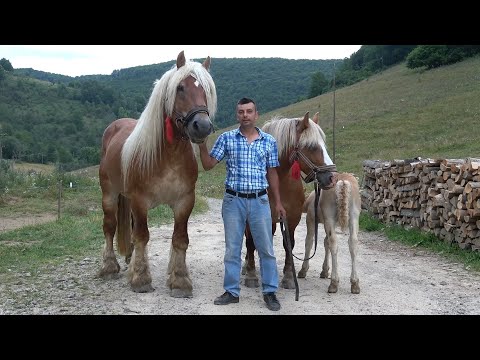 Caii lui Cristi de la Ponorel, Alba 30 Iulie 2023 Nou!!!