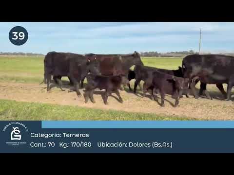 Lote HEMBRAS A TERMINO - Dolores Bs As