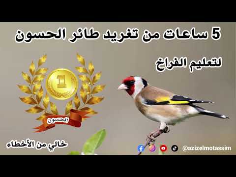 5 ساعات من تغريد طائر الحسون لتعليم الفراخ