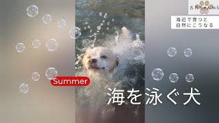 海で泳ぐのが大好きな犬@Hachiko425