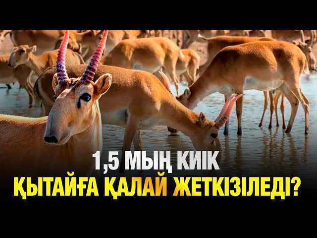 1,5 мың киік Қытайға қалай жеткізіледі?