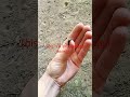 A quite painful ring legged earwig #viral #fyp #ytshorts #bug #pain #subscribe